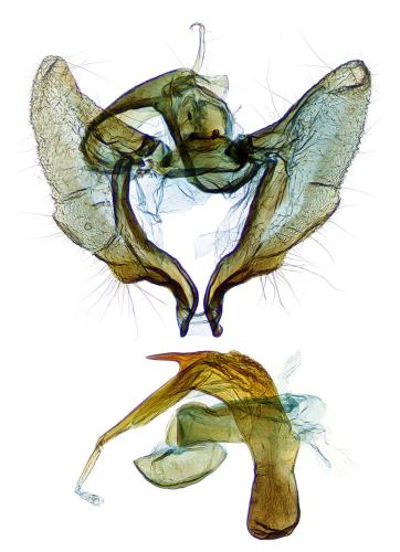 Réf. 298 577 : Aethes hartmanniana